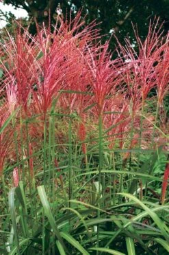 Flame Grass (Miscanthus 'Purpurascens') - 1 Gallon Pot -Plant Promotion Store miscanthus purpurascens flame grass 1