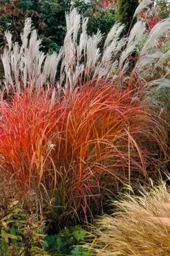 Flame Grass (Miscanthus 'Purpurascens') - 6 Pack Of 1 Gallon Pots -Plant Promotion Store miscanthus purpurascens flame grass 10 1