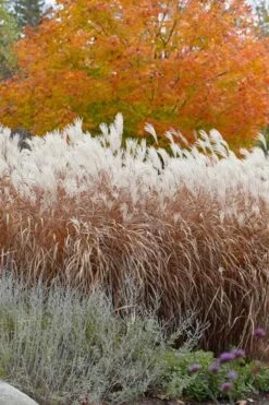 Flame Grass (Miscanthus 'Purpurascens') - 1 Gallon Pot -Plant Promotion Store miscanthus purpurascens flame grass 4