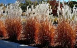 Flame Grass (Miscanthus 'Purpurascens') - 1 Gallon Pot -Plant Promotion Store miscanthus purpurascens flame grass 5