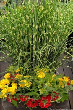 Bandwidth Dwarf Zebra Grass - 1 Gallon Pot -Plant Promotion Store miscanthus sinensis bandwidth zebra grass 5