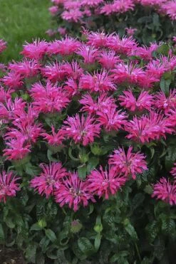 Electric Neon Pink Bee Balm (Monarda) - 1 Gallon Pot -Plant Promotion Store monarda electric neon pink bee balm 1