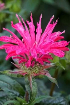 Electric Neon Pink Bee Balm (Monarda) - 1 Gallon Pot -Plant Promotion Store monarda electric neon pink bee balm 6