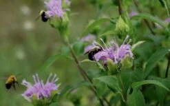 Wild Bergamot Bee Balm (Monarda Fistulosa) - 8 Pack Of 1 Gallon Pots 13 Wild Bergamot Bee Balm (Monarda Fistulosa) - 8 Pack Of 1 Gallon Pots -Plant Promotion Store monarda fistulosa wild bergamont bee balm 17