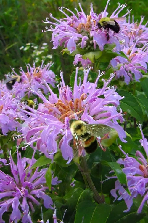 Wild Bergamot Bee Balm (Monarda Fistulosa) - 8 Pack Of 1 Gallon Pots 1 Wild Bergamot Bee Balm (Monarda Fistulosa) - 8 Pack Of 1 Gallon Pots