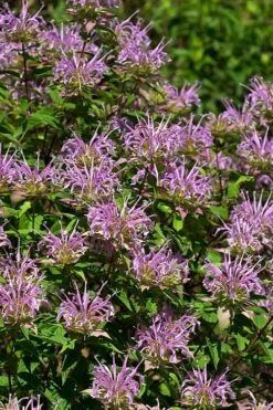 Wild Bergamot Bee Balm (Monarda Fistulosa) - 8 Pack Of 1 Gallon Pots 15 Wild Bergamot Bee Balm (Monarda Fistulosa) - 8 Pack Of 1 Gallon Pots -Plant Promotion Store monarda fistulosa wild bergamont bee balm 5
