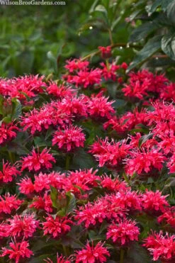 Cherry Pops Bee Balm (Monarda) - 1 Gallon Pot 12 Cherry Pops Bee Balm (Monarda) - 1 Gallon Pot -Plant Promotion Store monarda sugar buzz cherry pops bee balm 1