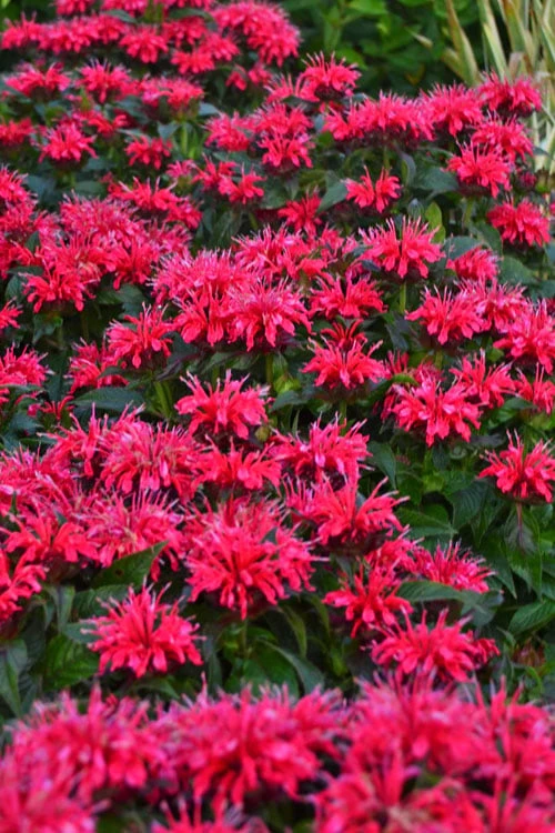 Cherry Pops Bee Balm (Monarda) - 1 Gallon Pot 7 Cherry Pops Bee Balm (Monarda) - 1 Gallon Pot - Image 7
