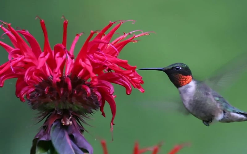 Cherry Pops Bee Balm (Monarda) - 1 Gallon Pot 5 Cherry Pops Bee Balm (Monarda) - 1 Gallon Pot - Image 5