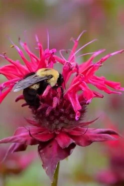 Cherry Pops Bee Balm (Monarda) - 1 Gallon Pot 10 Cherry Pops Bee Balm (Monarda) - 1 Gallon Pot -Plant Promotion Store monarda sugar buzz cherry pops bee balm 4
