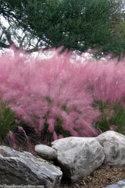 Pink Muhly Grass (Cotton Candy Grass) - 1 Gallon Pot (On Sale)