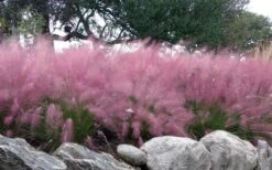 Pink Muhly Grass (Cotton Candy Grass) - 5 Pack Of Quart Pots -Plant Promotion Store muhlenbergia capillaris pink muhly cotton candy grass 204 3