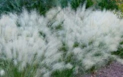 White Cloud Muhly Grass - 3 Gallon Pot -Plant Promotion Store muhlenbergia capillaris white cloud muhly grass 102 2
