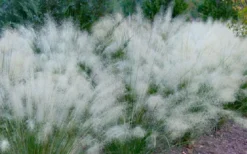 White Cloud Muhly Grass - 10 Inch Pot -Plant Promotion Store muhlenbergia capillaris white cloud muhly grass 102