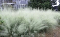White Cloud Muhly Grass - 1 Gallon Pot -Plant Promotion Store muhlenbergia capillaris white cloud muhly grass 103 1