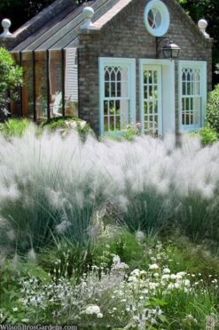 White Cloud Muhly Grass - 1 Gallon Pot -Plant Promotion Store muhlenbergia capillaris white cloud muhly grass 108 1