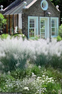 White Cloud Muhly Grass - 10 Inch Pot -Plant Promotion Store muhlenbergia capillaris white cloud muhly grass 108