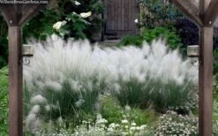 White Cloud Muhly Grass - 3 Gallon Pot -Plant Promotion Store muhlenbergia capillaris white cloud muhly grass 109 2