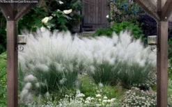 White Cloud Muhly Grass - 10 Inch Pot -Plant Promotion Store muhlenbergia capillaris white cloud muhly grass 109