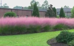 Pink Muhly Grass (Cotton Candy Grass) - 5 Pack Of Quart Pots -Plant Promotion Store muhly grass pink 70 3
