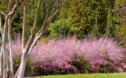 Pink Muhly Grass (Cotton Candy Grass) - 5 Pack Of Quart Pots -Plant Promotion Store muhly grass pink 76 2