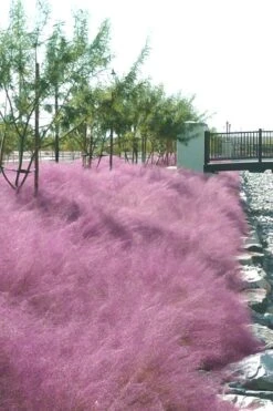 Pink Muhly Grass (Cotton Candy Grass) - 5 Pack Of Quart Pots -Plant Promotion Store muhly grass pink 77 3