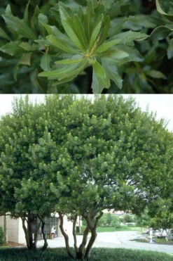 Southern Wax Myrtle - 7 Gallon Pot (3-4') -Plant Promotion Store myrica cerifera southern wax myrtle 100