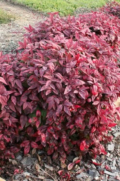 Blush Pink Nandina - 1 Gallon Pot -Plant Promotion Store nandina blush pink 2 500x750 1