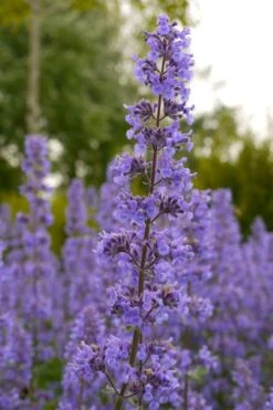 Summer Magic Catmint (Nepeta Grandiflora) - 1 Gallon Pot -Plant Promotion Store nepeta grandiflora summer magic catmint 1