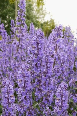 Summer Magic Catmint (Nepeta Grandiflora) - 1 Gallon Pot -Plant Promotion Store nepeta grandiflora summer magic catmint 3
