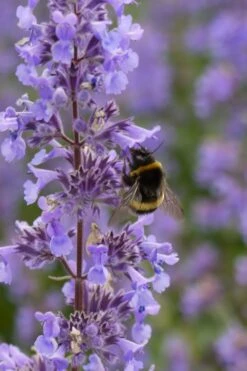 Summer Magic Catmint (Nepeta Grandiflora) - 1 Gallon Pot -Plant Promotion Store nepeta grandiflora summer magic catmint 4