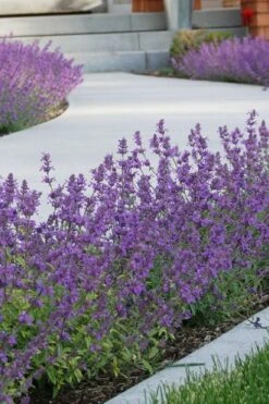 Little Trudy Catmint - 5 Pack Of Quart Pots -Plant Promotion Store nepeta little trudy catmint 3