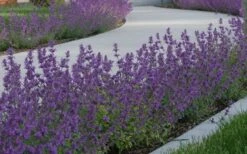 Little Trudy Catmint - 5 Pack Of Quart Pots -Plant Promotion Store nepeta little trudy catmint 5