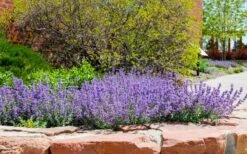 Little Trudy Catmint - 5 Pack Of Quart Pots -Plant Promotion Store nepeta little trudy catmint 8