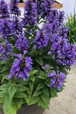 Neptune Catmint (Nepeta) - 1 Gallon Pot -Plant Promotion Store nepeta neptune catmint 7