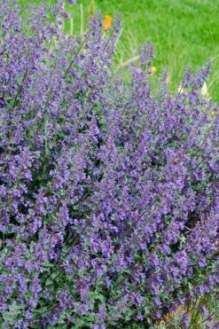 Six Hills Giant Catmint (Nepeta) - 5 Pack Of Quart Pots -Plant Promotion Store nepeta six hills giant catmint 1