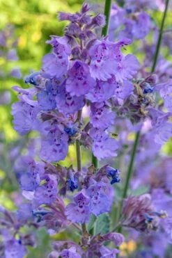 Six Hills Giant Catmint (Nepeta) - 5 Pack Of Quart Pots -Plant Promotion Store nepeta six hills giant catmint 10