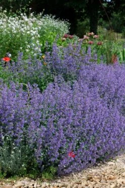 Six Hills Giant Catmint (Nepeta) - 5 Pack Of Quart Pots -Plant Promotion Store nepeta six hills giant catmint 2