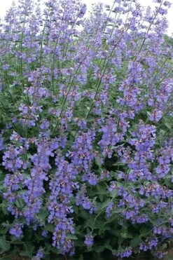 Six Hills Giant Catmint (Nepeta) - 5 Pack Of Quart Pots -Plant Promotion Store nepeta six hills giant catmint 7