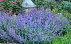 Six Hills Giant Catmint (Nepeta) - 5 Pack Of Quart Pots -Plant Promotion Store nepeta six hills giant catmint 8