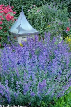 Six Hills Giant Catmint (Nepeta) - 5 Pack Of Quart Pots -Plant Promotion Store nepeta six hills giant catmint 9