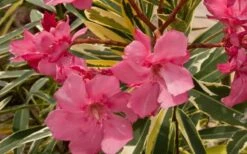 Twist Of Pink Oleander - 2 Gallon Pot -Plant Promotion Store oleander20twist20of20pink