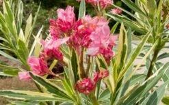 Twist Of Pink Oleander - 2 Gallon Pot -Plant Promotion Store oleander20twist20of20pink202