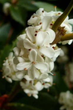 Fortune's Cold Hardy Tea Olive (Fragrant Osmanthus) - 7 Gallon Pot (5-6') 10 Fortune's Cold Hardy Tea Olive (Fragrant Osmanthus) - 7 Gallon Pot (5-6') -Plant Promotion Store osmanthus fortunei fragrant tea olive 2 3