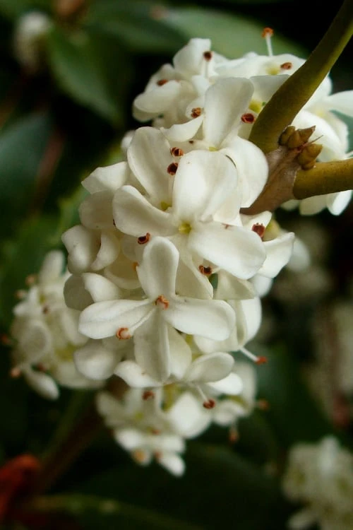 Fortune's Cold Hardy Tea Olive (Fragrant Osmanthus) - 7 Gallon Pot (5-6') 5 Fortune's Cold Hardy Tea Olive (Fragrant Osmanthus) - 7 Gallon Pot (5-6') - Image 5