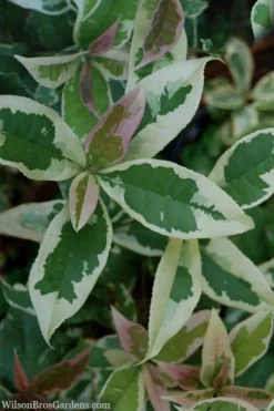 Pink Flush Variegated Tea Olive (Osmanthus Fragrans 'Yinbi Shuanghui') - 3 Gallon Pot