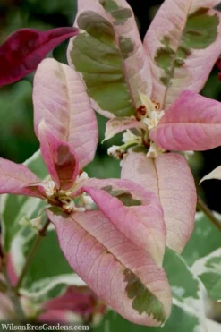 Pink Flush Variegated Tea Olive (Osmanthus Fragrans 'Yinbi Shuanghui') - 6 Pack Of Quart Pots -Plant Promotion Store osmanthus frangrans yinbi shuangui variegated tea olive 10 3