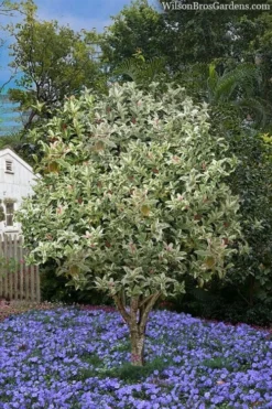 Pink Flush Variegated Tea Olive (Osmanthus Fragrans 'Yinbi Shuanghui') - 2 Gallon Pot -Plant Promotion Store osmanthus frangrans yinbi shuangui variegated tea olive 8