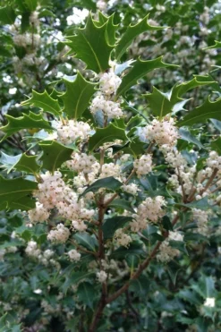 Gulftide Hardy Tea Olive (Osmanthus) - 3 Gallon Pot -Plant Promotion Store osmanthus heterophyllus gulftide tea olive false holly 10