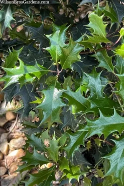 Gulftide Hardy Tea Olive (Osmanthus) - 3 Gallon Pot -Plant Promotion Store osmanthus heterophyllus gulftide tea olive false holly 6